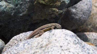 4K 'da plajda kayaların arasında saklanan bir kertenkeleye yakın çekim.