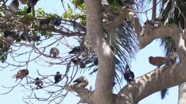 Gün içinde yoğun güneşin altında bir ağaca tünemiş pek çok güvercinin yakın çekimi.