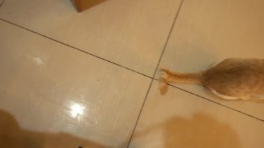 POV yemek arayan sevimli kedi yavrusunu izliyor. Yukarı bakıyor ve ilk kişi görüyor. Gündüz vakti restoran sandalyesinde oturuyor.