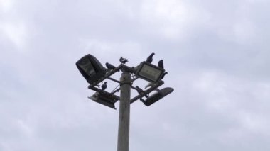 Gündüzleri ışık yansıtıcılarının üzerinde duran güvercinler