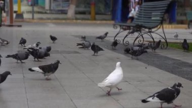 Zeminin önündekilerin çoğu yiyecek aramak ve gün içinde uçmak için yürüyor.