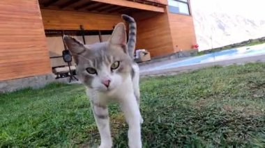 Beyaz ve gri bir kedinin kameraya bakıp ızgarada arkadaşlarıyla birlikte otların üzerinde et yedirdiği yakın plan.