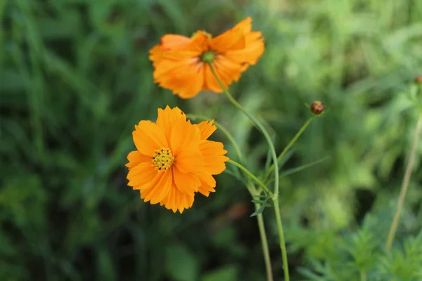 Orange coreopsis flower blooming in garden isolated on blur background