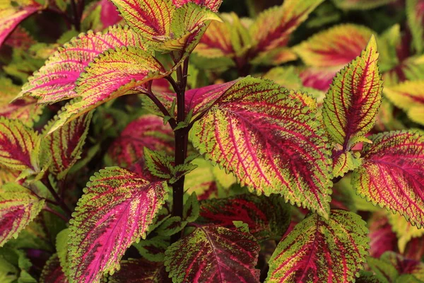 Beautiful dragon heart coleus plant in the garden in the morning