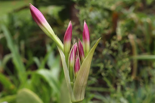 Crinum moorei flower bud on blurred background