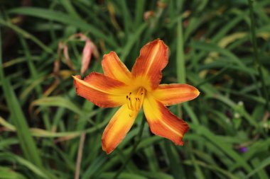 Bahçedeki güzel kırmızı çiçek