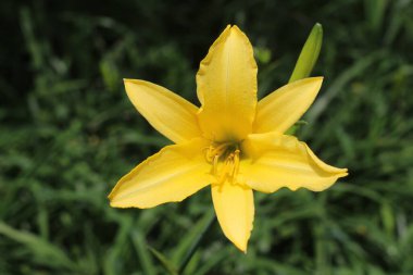 Güneşli yaz gününde bahçede yetişen güzel çiçekler.