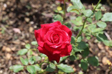 Bahçedeki kırmızı güller