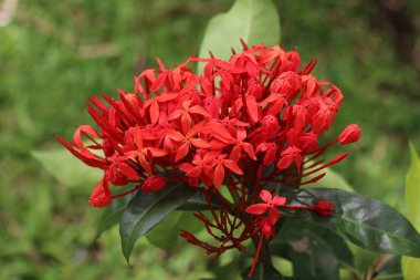 Bahçedeki güzel çiçekler