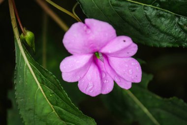 The beauty of the pink grass flower on the wild grass plant