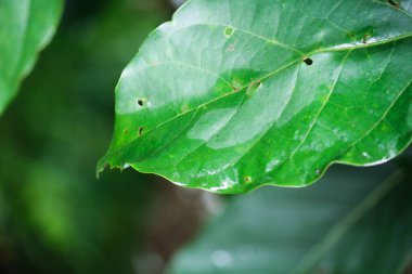 yeşil yaprak dokusu arkaplanı