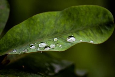 Close up of water droplets on the crown of thorns leaf isolated on a blurred background