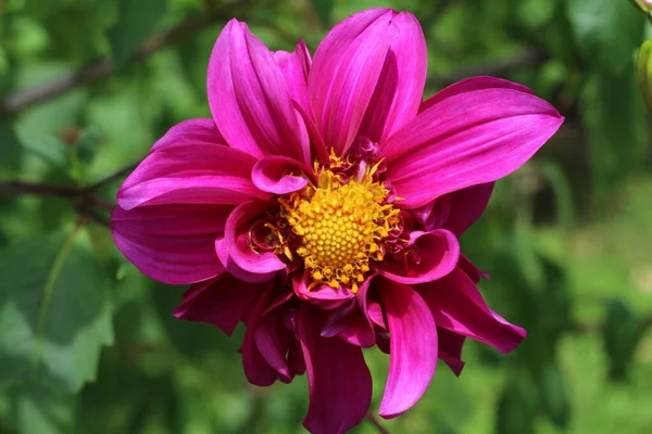 The most beautiful pink dahlia flowers are in full bloom