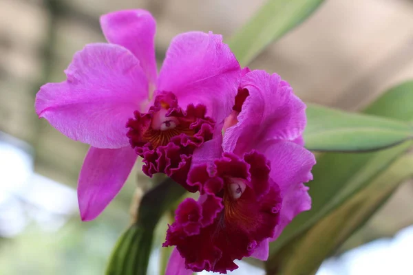 Beautiful purple Crimson Cattleya orchid isolated on blurred background