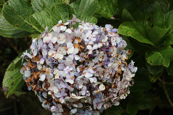 close - up view of beautiful blooming flowers