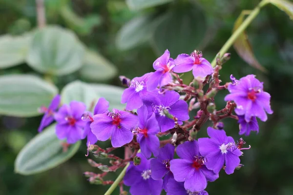 Tibouchina urvilleana, Princess flower, Purple glory bush, evergreen shrub, bluish-purple flowers in a group isolated on blurred background 
