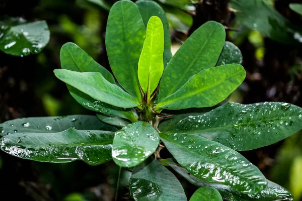 The leaves of the crown of thorns are wet by the rain during the day