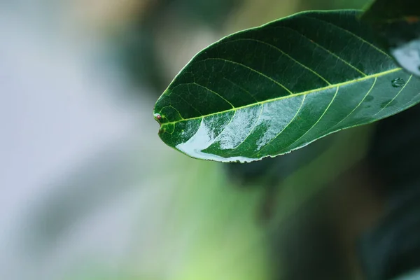 Close up of wet green jackfruit leaf isolated on blurred background