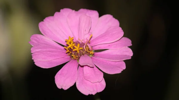 The beauty of the pink grass flower isolated on dark background