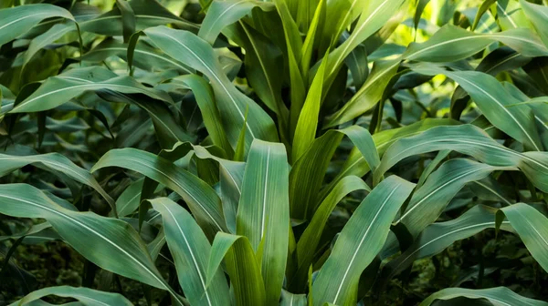 green corn leaf natural for background, tropical leaf, tiny green leaf