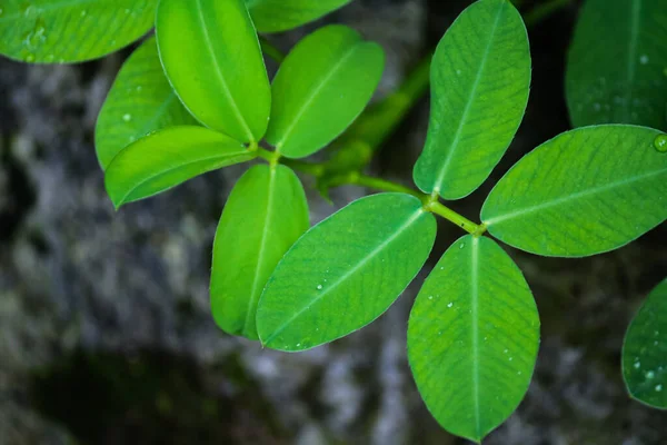 Wild grass green leaves (focus) with water droplets (out of focus) on a blurred background
