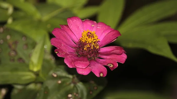 The beauty of the pink grass flower on the wild grass plant 