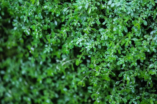 Weed leaves creeping wildly in the garden
