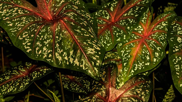 Caladium large tropical leaf, pink and green speckled texture, also called Heart of Jesus, Angel Wings