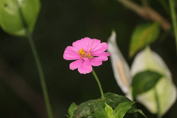 Closeup Pink Flower Blurred Background — Stockfoto