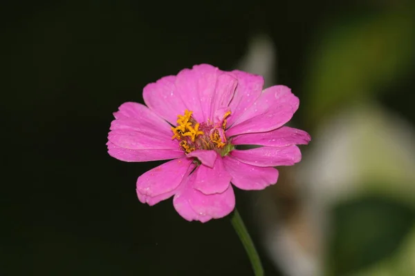 Closeup of a pink flower on blurred background
