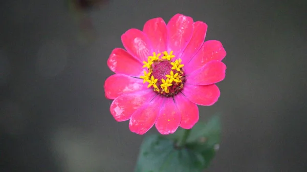 Closeup of a pink flower on blurred background
