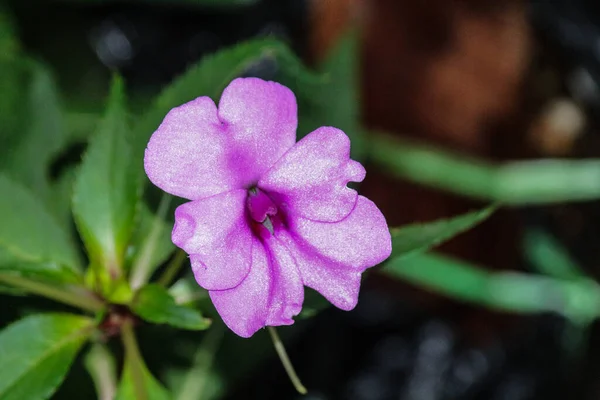 The beauty of the pink grass flower on the wild grass plant