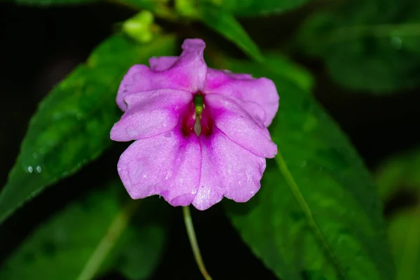 The beauty of the pink grass flower on the wild grass plant