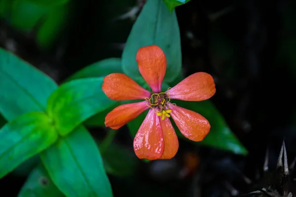 Close up of Orange flower on blurred background