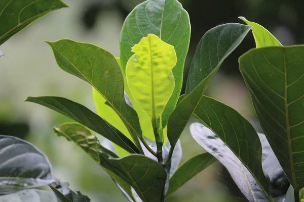 Close up of jackfruit leaves on blurred background