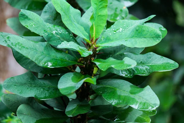 The leaves of the crown of thorns are wet by the rain during the day