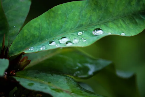 Close up of water droplets on the crown of thorns leaf isolated on a blurred background