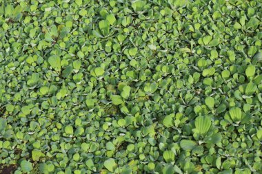 Green Weeds floating on the water Copy space background