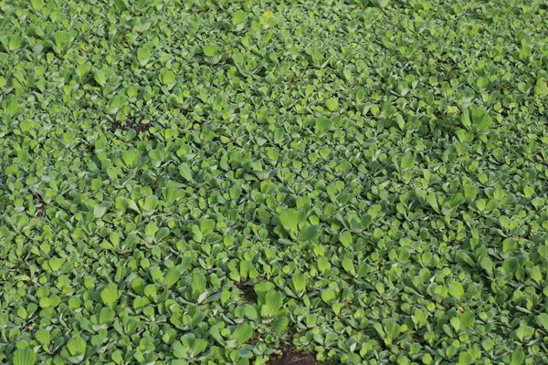 Green Weeds floating on the water Copy space background