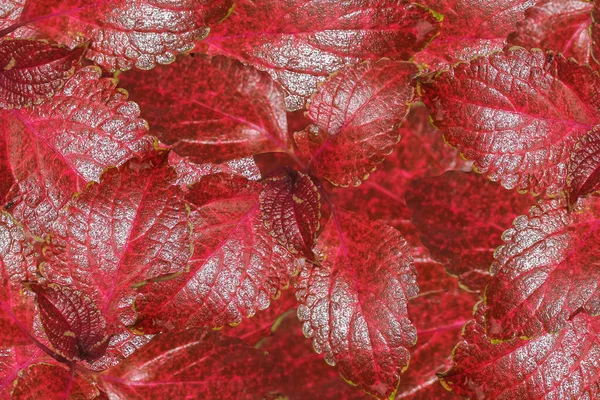 Fresh tropical red leaves background. Red leaf texture.