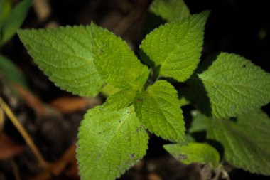 Close up of green wild bush leaves on blurred background