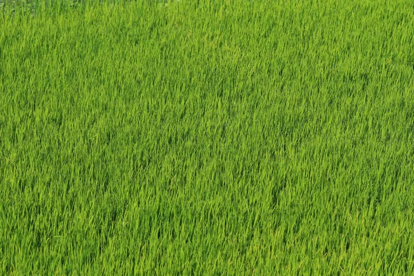 Beautiful green paddy field view