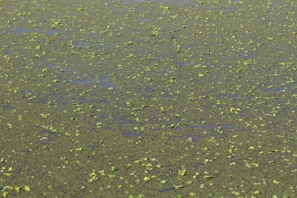 Little Green Weed Floating Water Copy Space Background — Fotografia de Stock