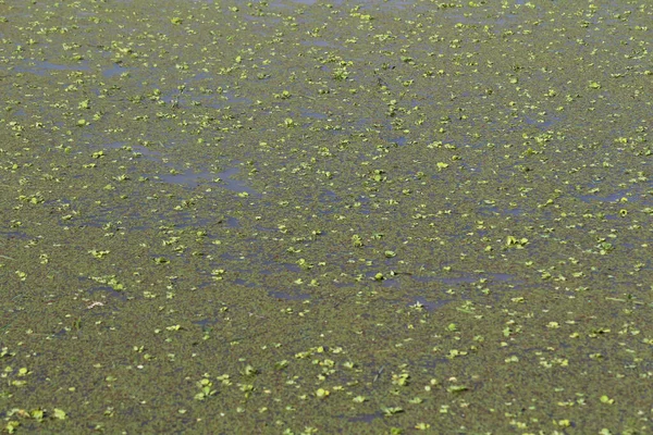 Pequeña Hierba Verde Flotando Agua Copiar Espacio Fondo — Foto de Stock