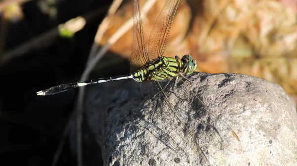Dragonfly perched on a rock