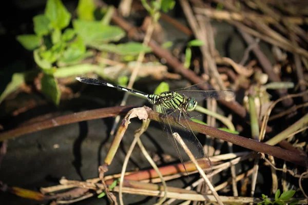 Dragonfly Perched Bushes Blurred Background — Fotografia de Stock