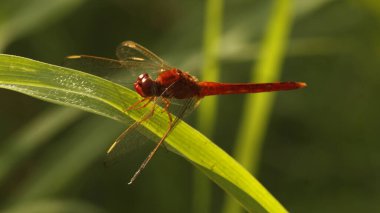 Yeşil yapraklı yusufçuk.