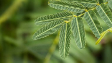 Yazın bir ağaç dalında yeşil yaprak, yakın plan, bulanık arkaplan