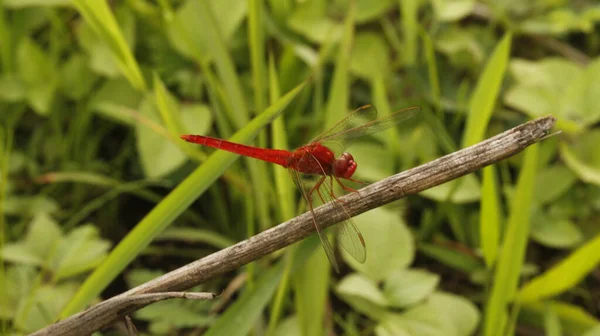 Gros Plan Libellule Rouge Mise Point Sélective — Photo