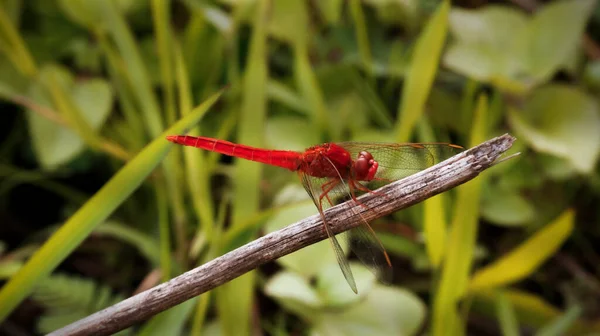 Rote Libelle Thront Auf Dem Graszweig Verschwommenen Hintergrund — Stockfoto